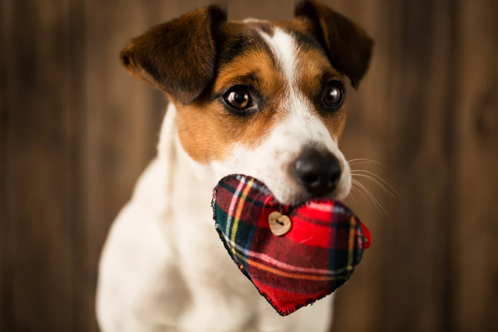 Understanding Heart Disease in Dogs