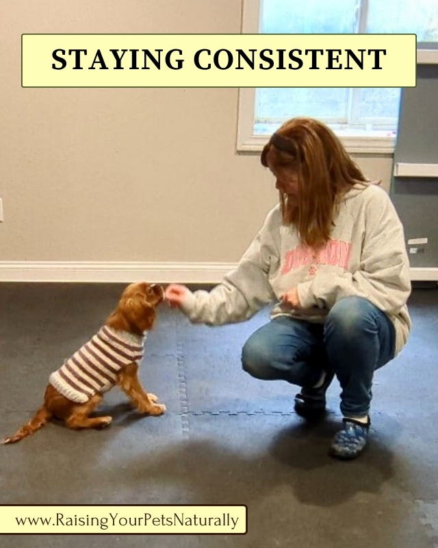 Dog Training Consistency Made Easy for Busy Dog Parents
