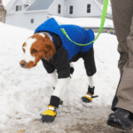 Dog Walking 101: A Complete Guide for New Pet Parents