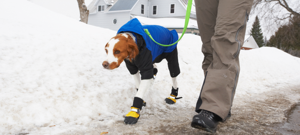 Dog Walking 101: A Complete Guide for New Pet Parents