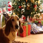 How to Dog-Proof a Christmas Tree – 7 Vet Approved Tips