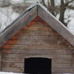 What is the best dog house for a Husky? What to Know – KeepingDog