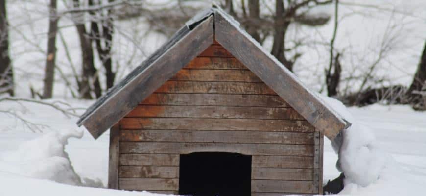What is the best dog house for a Husky? What to Know – KeepingDog