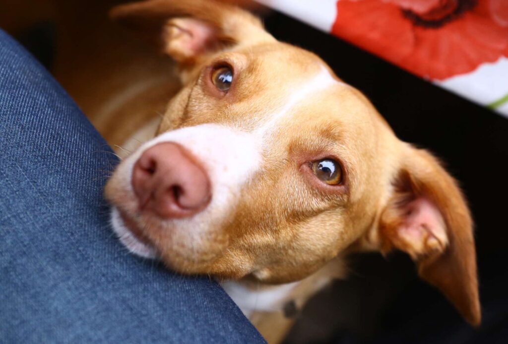 Is My Dog Affected By My Period?