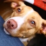 Is My Dog Affected By My Period?