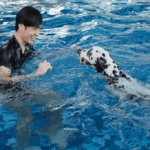How to Teach Your Dog to Swim