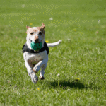 How Often Should You Train Your Dog?