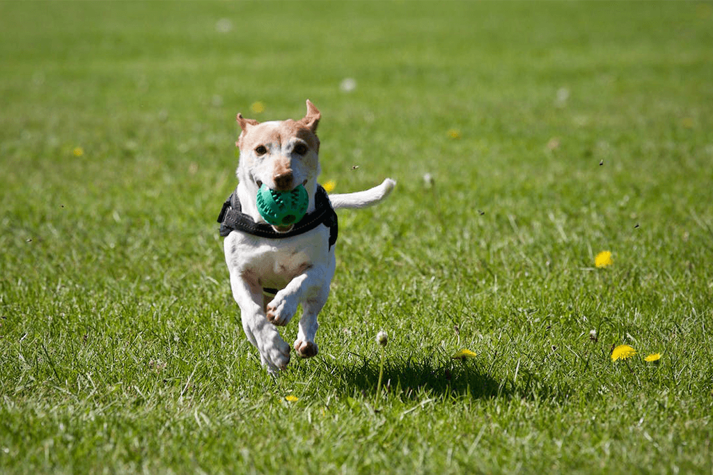How Often Should You Train Your Dog?
