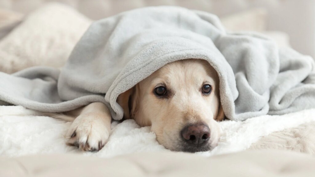 Why Does My Dog Have an Upset Stomach