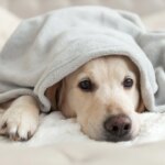 Why Does My Dog Have an Upset Stomach