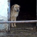 Rescuers Find Dog With Sad Eyes; What They Discover Breaks Their Hearts