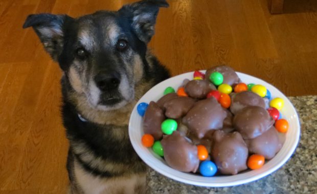 Dog Chocolate Toxicity Calculator | Pet Poison Helpline