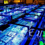 Eye Catching Coral Reaches Major Milestone: 250,000 Units of 100% Aquacultured Live Corals Grown and Sold | Reef Builders