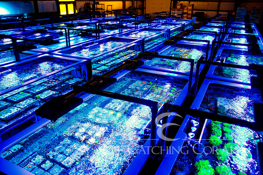 Eye Catching Coral Reaches Major Milestone: 250,000 Units of 100% Aquacultured Live Corals Grown and Sold | Reef Builders