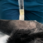 Optimizing Treatment for Canine Osteoarthritis: Expert Insights