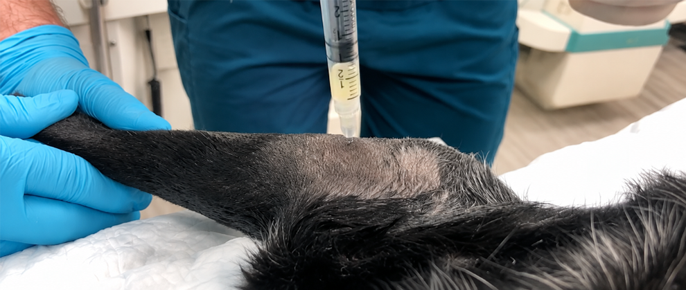Optimizing Treatment for Canine Osteoarthritis: Expert Insights