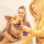 How to Choose a Veterinarian: A Step-by-Step Guide for Pet Parents