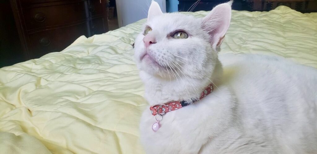12 Father’s Day Gift Ideas for Cat Dads