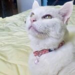12 Father’s Day Gift Ideas for Cat Dads