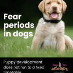 Fear periods in dogs: what does the science actually say?