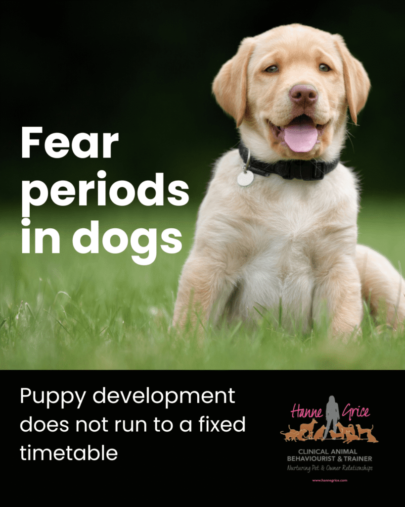 Fear periods in dogs: what does the science actually say?