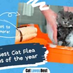 The 7 Best Cat Flea Shampoos of 2026