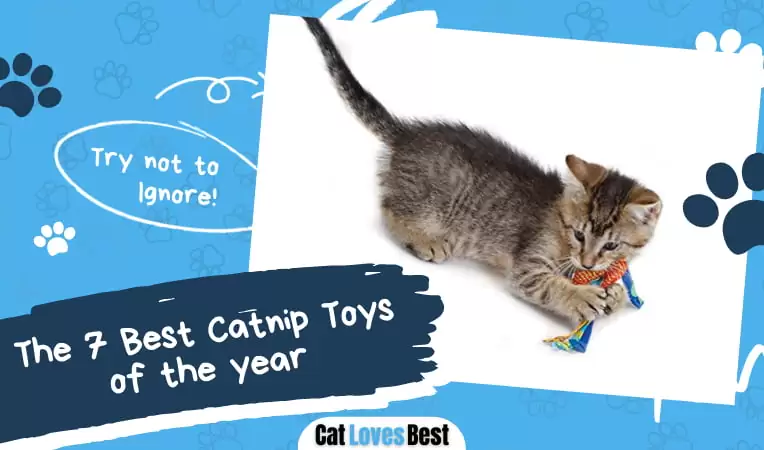The 7 Best Catnip Toys of 2026