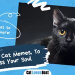 45 Black Cat Memes, To Possess Your Soul