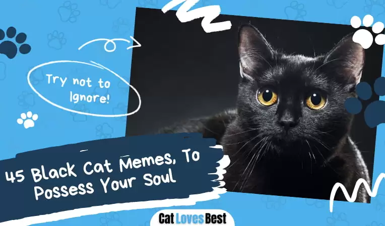 45 Black Cat Memes, To Possess Your Soul