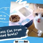 Should Cats Eat From Elevated Bowls?
