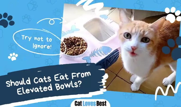 Should Cats Eat From Elevated Bowls?