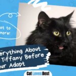Know Everything About Chantilly Tiffany Before You Adopt