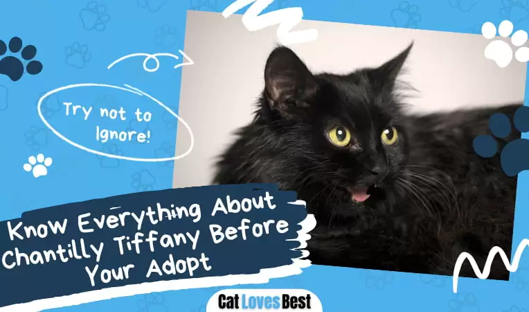 Know Everything About Chantilly Tiffany Before You Adopt