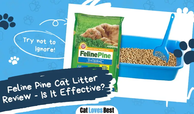 Feline Pine Cat Litter Review