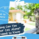 How Long Can You Leave Your Cat Alone? All You Need to Know
