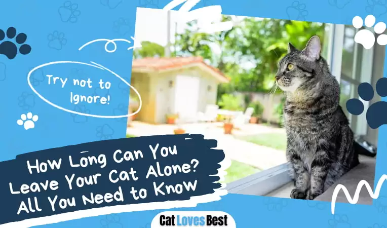 How Long Can You Leave Your Cat Alone? All You Need to Know