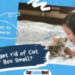 How to get rid of Cat Litter Smell