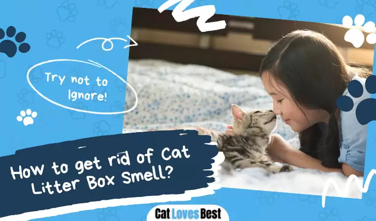 How to get rid of Cat Litter Smell