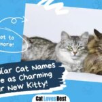 400+ Popular Cat Names That Are as Charming as Your New Kitty!