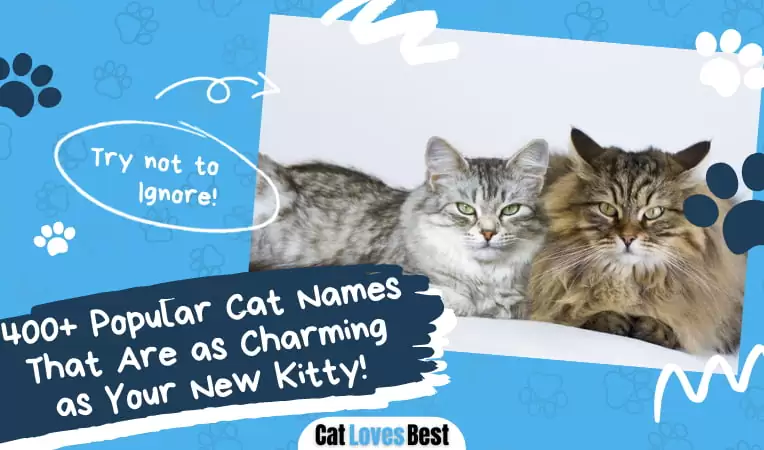400+ Popular Cat Names That Are as Charming as Your New Kitty!
