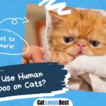 Can I Use Human Shampoo on Cats?