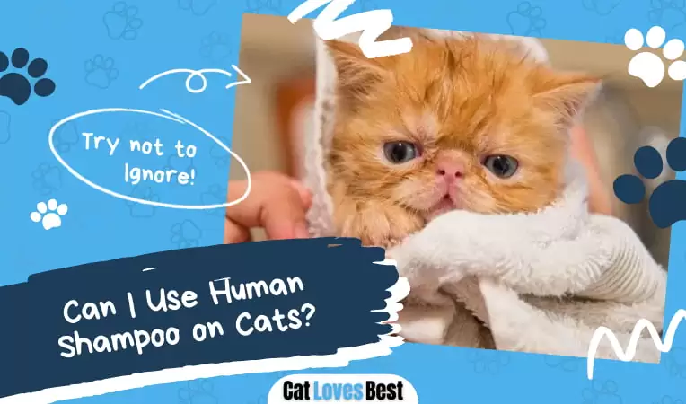 Can I Use Human Shampoo on Cats?