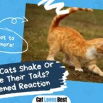 Why Do Cats Shake Or Vibrate Their Tails? Frightened Reaction