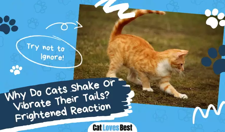Why Do Cats Shake Or Vibrate Their Tails? Frightened Reaction