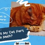 Why Does My Cat Fart So Much?
