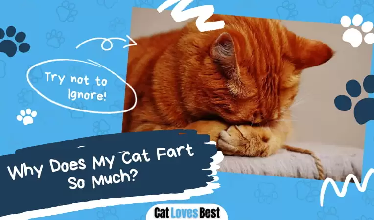 Why Does My Cat Fart So Much?