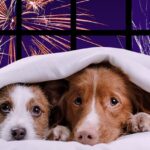 5 Ways To Help Calm Your Dog During Fireworks