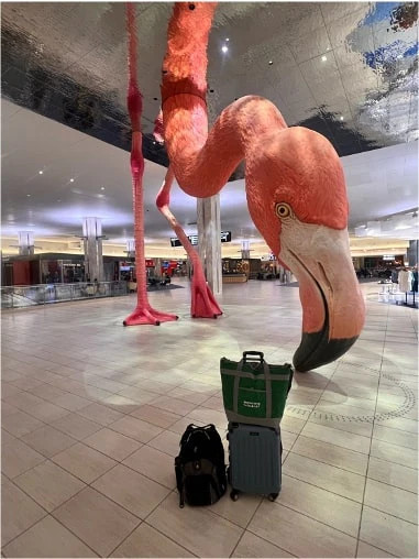 Can You Fly With Aquarium Fish? Here is how we do it.