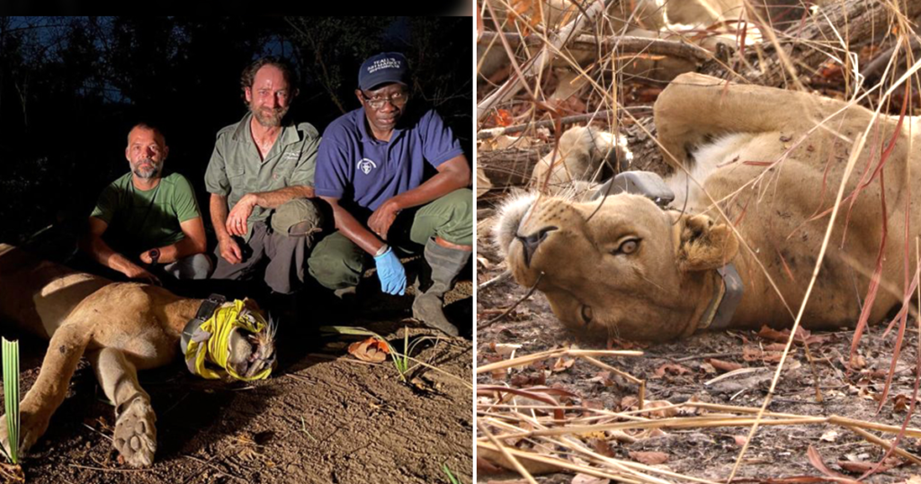 Conservationists Save Rare West African Lioness from Prickly Fate