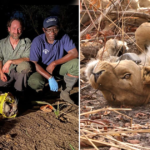 Conservationists Save Rare West African Lioness from Prickly Fate